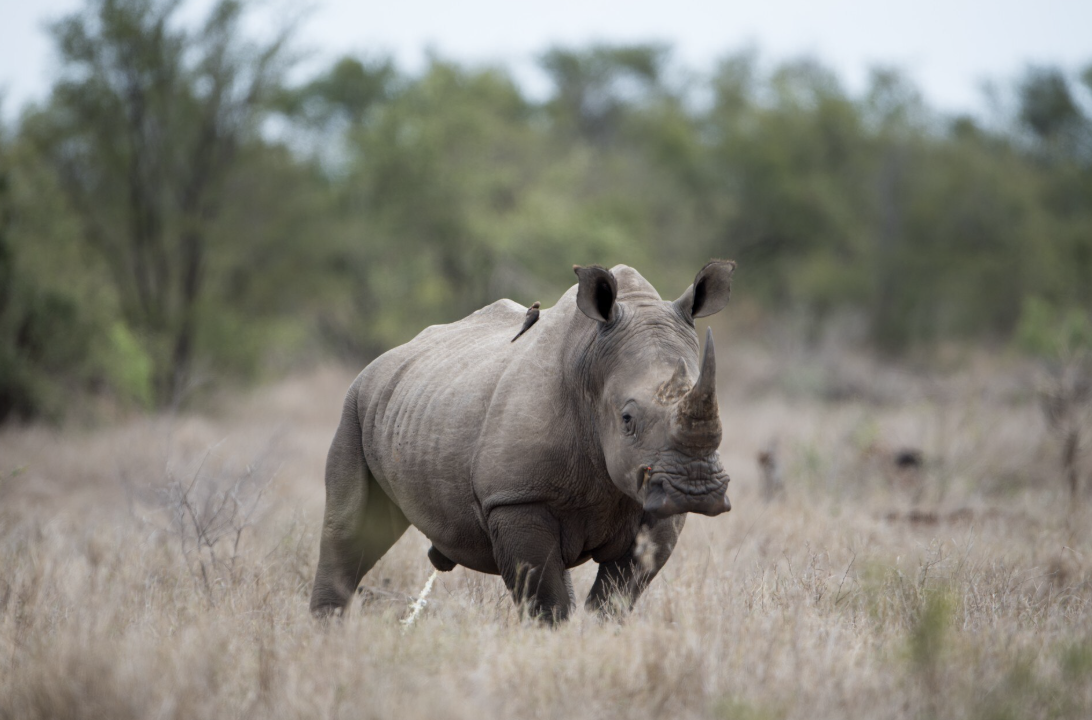 Día Mundial del Rinoceronte: un llamado a proteger a una especie en riesgo